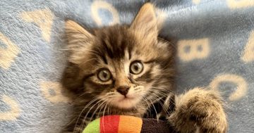 Firefighters rescue kitten trapped for days in wall using some ingenious inventions