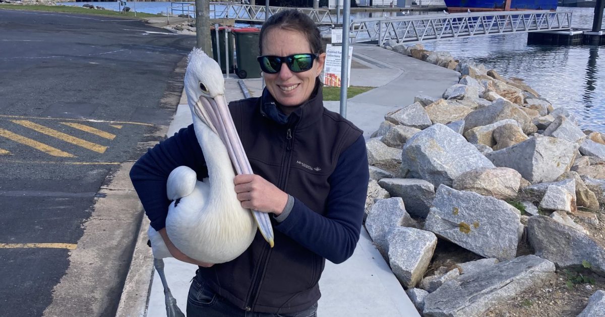 Why you don’t see their chicks – and other pelican mysteries this researcher wants to solve | Region Canberra