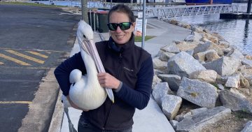 Why you don't see their chicks - and other pelican mysteries this researcher wants to solve