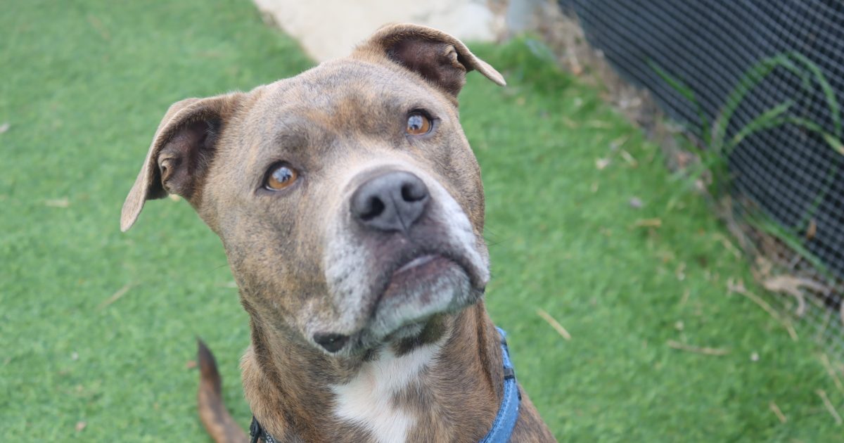RSPCA ACT’s Pets of the Week: Kelsey and Lillibet | Region Canberra