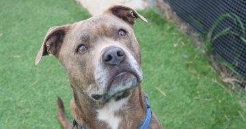 RSPCA ACT’s Pets of the Week: Kelsey and Lillibet