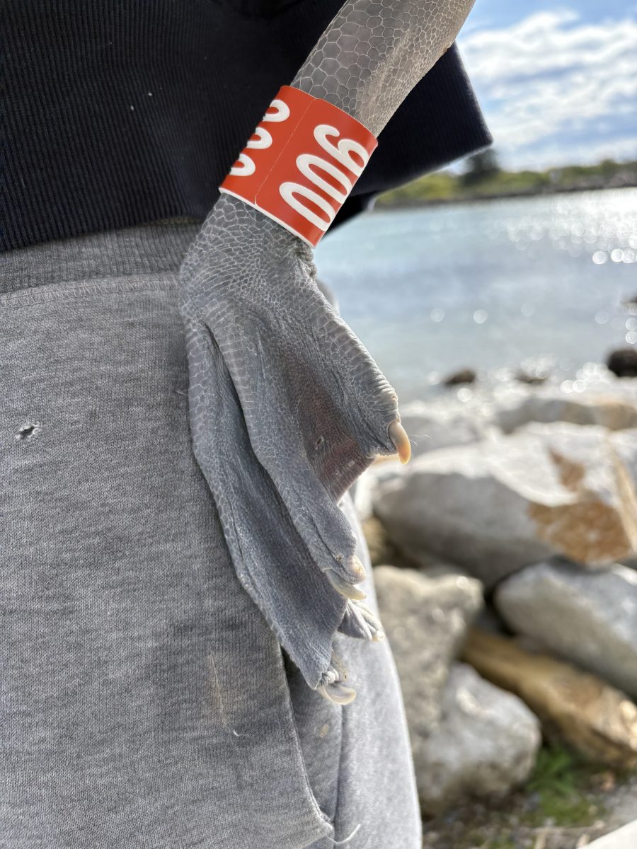 Pelican foot with tag on it