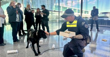 WATCH: It's goodbye to one of the Canberra Airport's favourite sniffer dogs