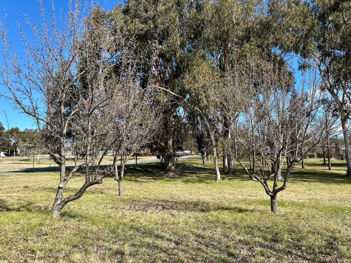 Yarralumla green space