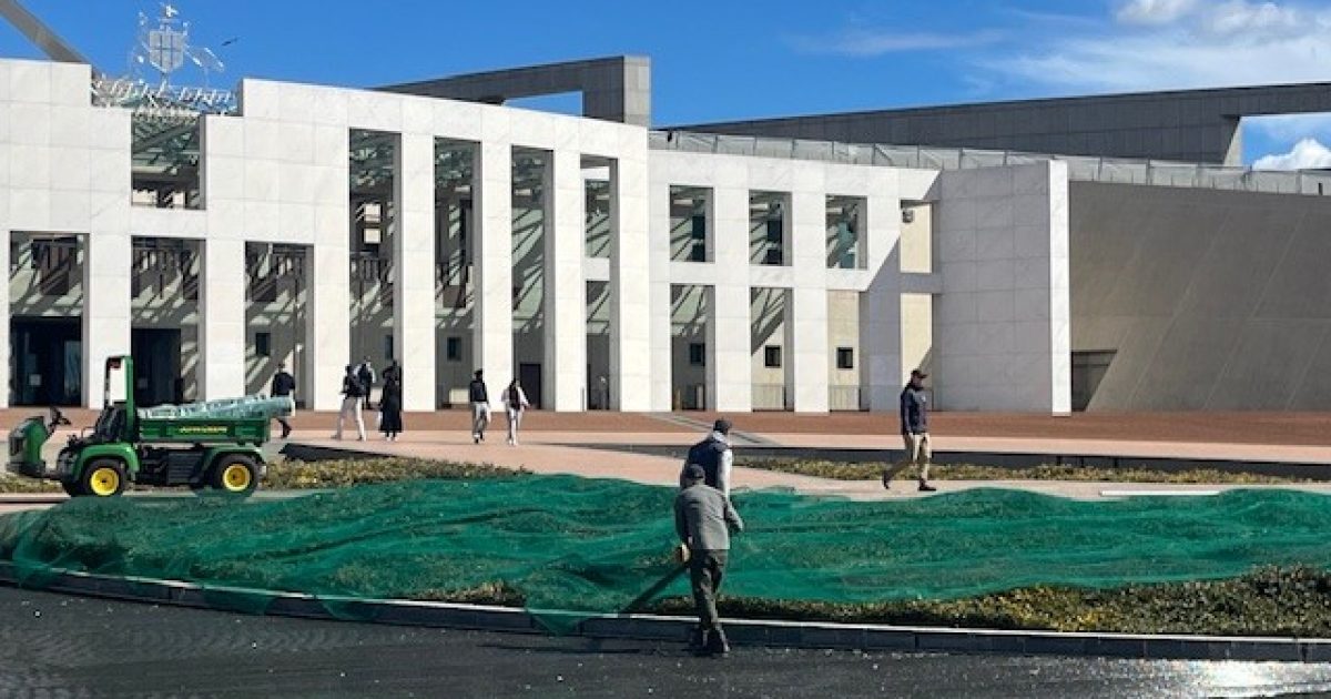 Seagulls are swarming Parliament House – and it’s a puzzle to local bird experts | Region Canberra