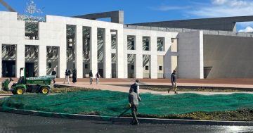 Seagulls are swarming Parliament House - and it's a puzzle to local bird experts