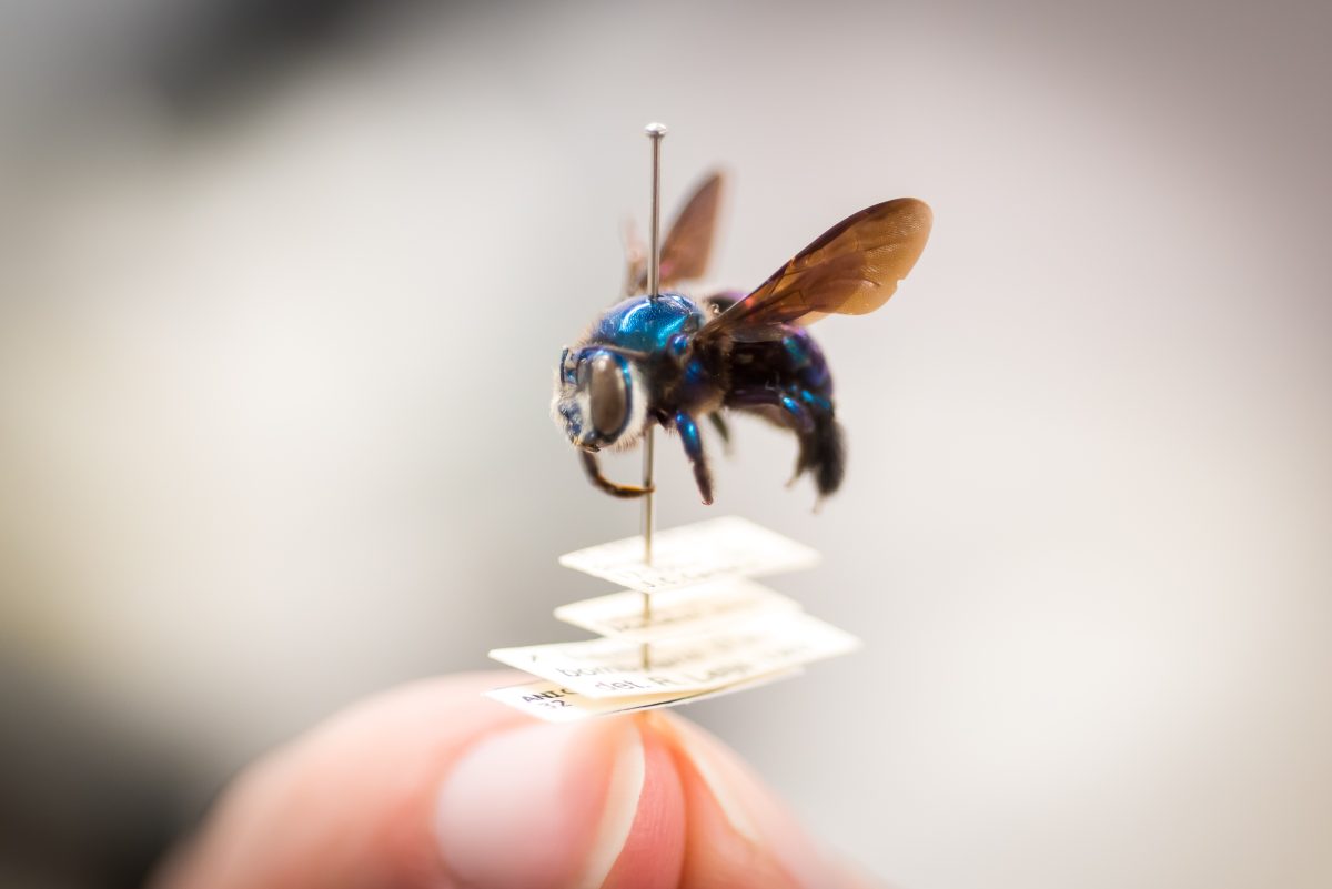 insect specimen