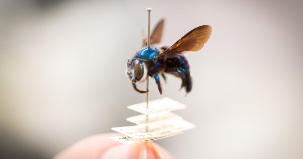 'Library of life on Earth' safely settled into new $90 million CSIRO research home