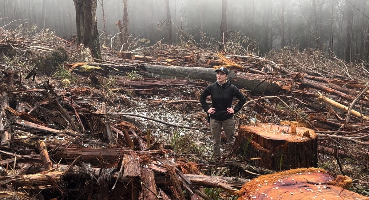 woman standing among felled trees