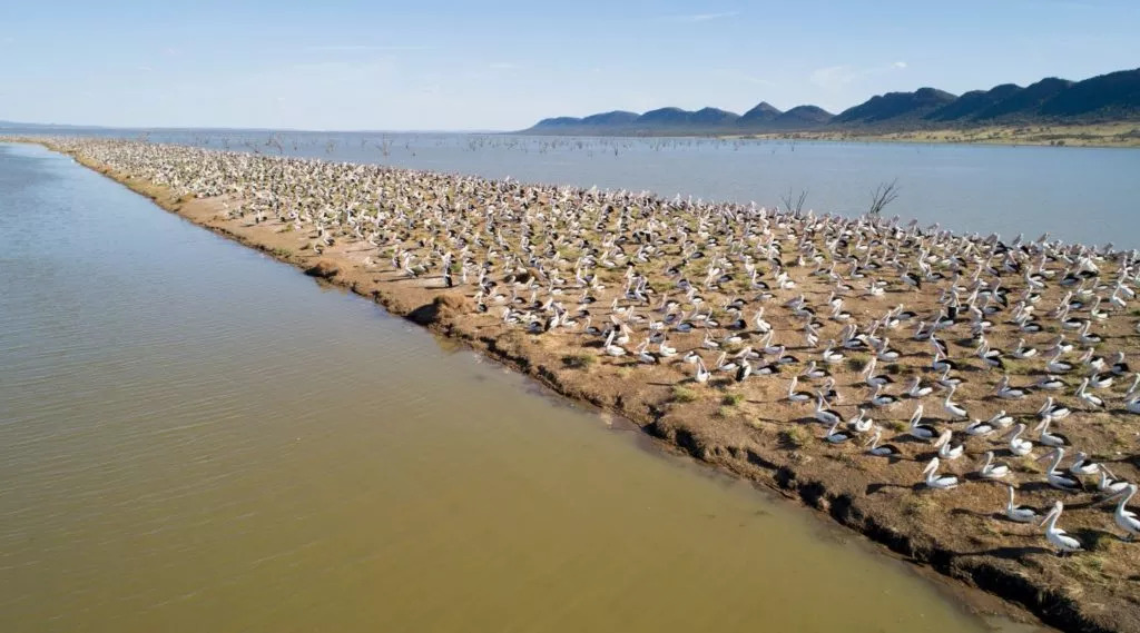 Pelican breeding site in central western NSW