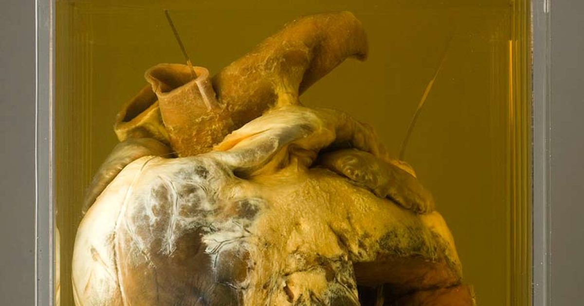 Phar Lap’s heart back on display at the National Museum of Australia