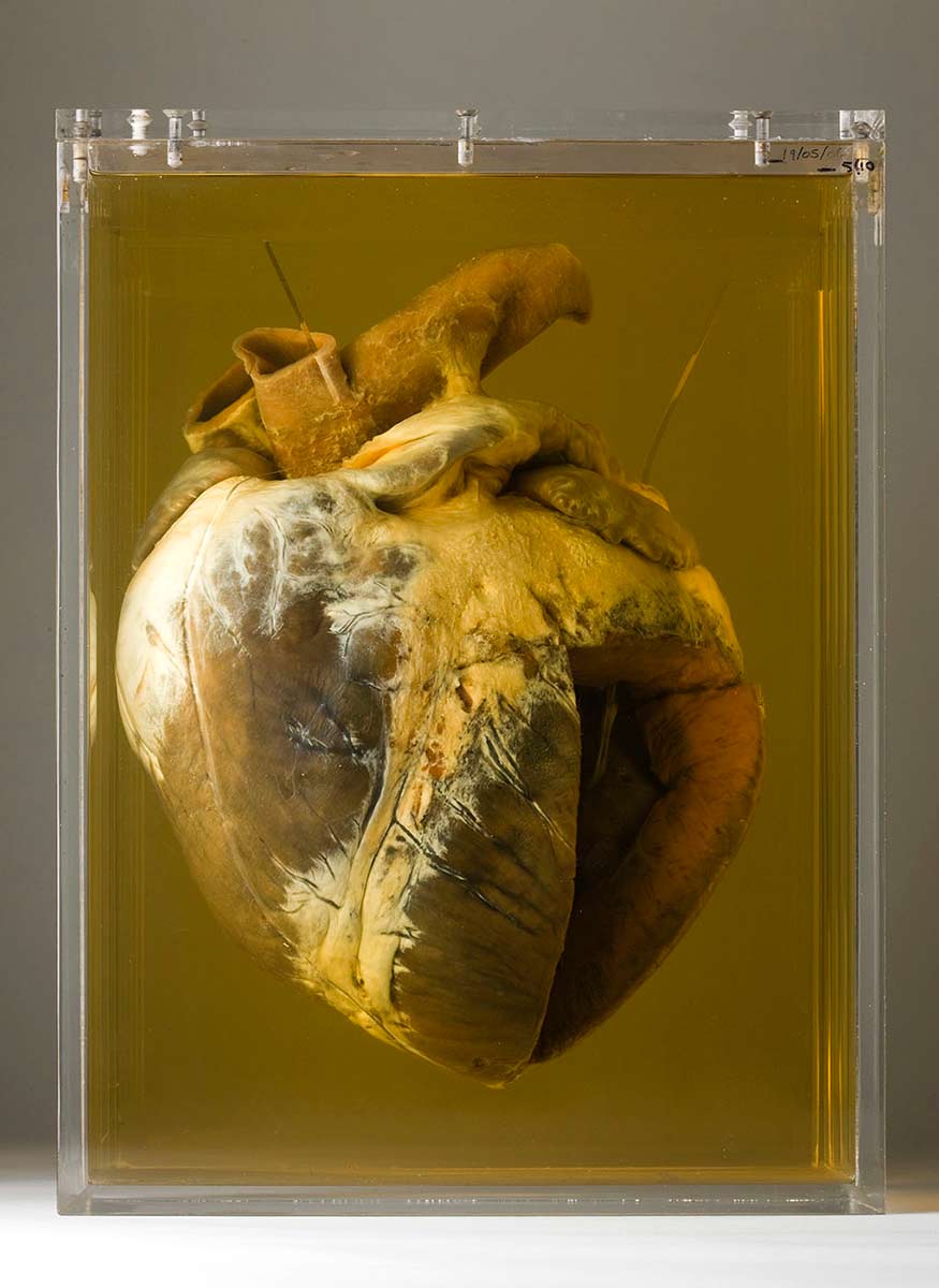 Horse heart