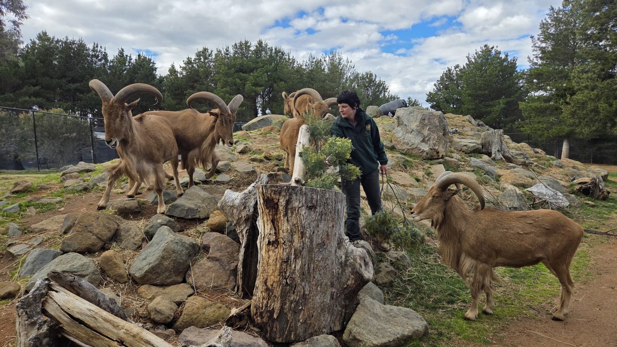 Phoebe Ritchie feeding barbary sheep