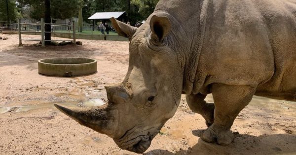 Phoebe’s wild workmates keep her laughing