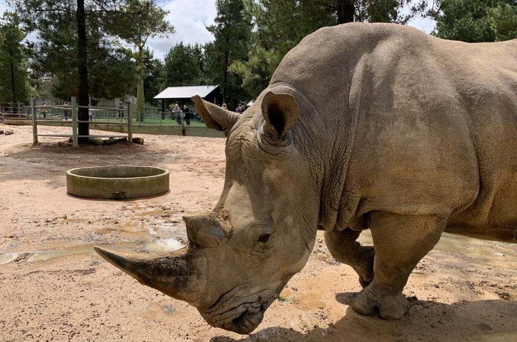 white rhino enjoying muddy ground