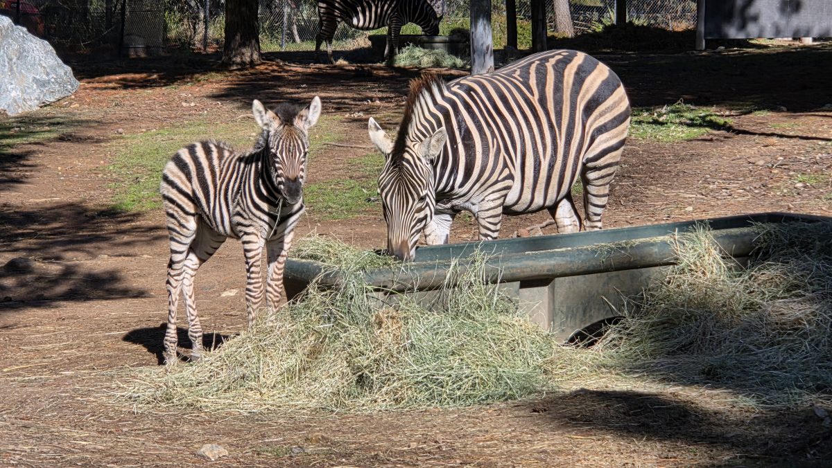 zebra mare with her foal