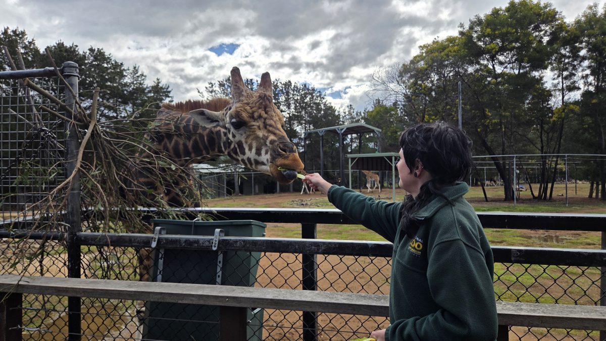 Phoebe Ritchie feeding giraffe