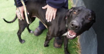 RSPCA ACT’s Pets of the Week: Martha and Roxy