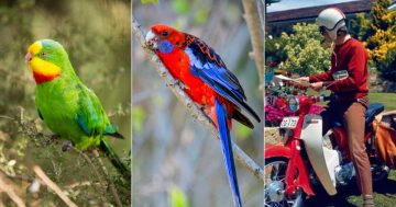 QUIZ: Could you pick a Superb Parrot? Plus 9 other questions this week