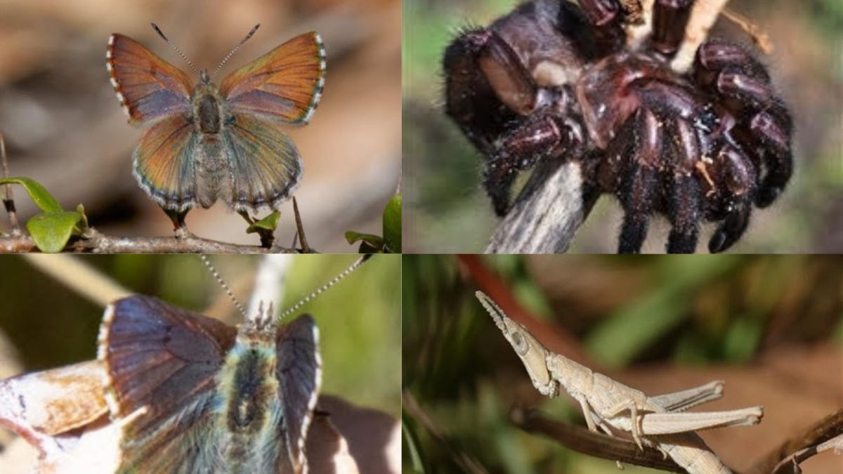 Two Violet Copper butterflies, a trapdoor spider, and a matchstick grass hopper