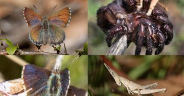 Canberra's citizen scientists want your help to uncover a new species