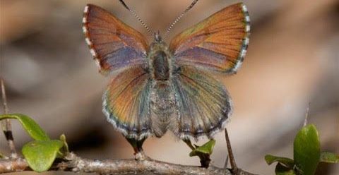 Female Violet Copper