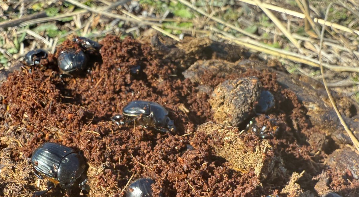 dung beetles released on a farm in Canberra