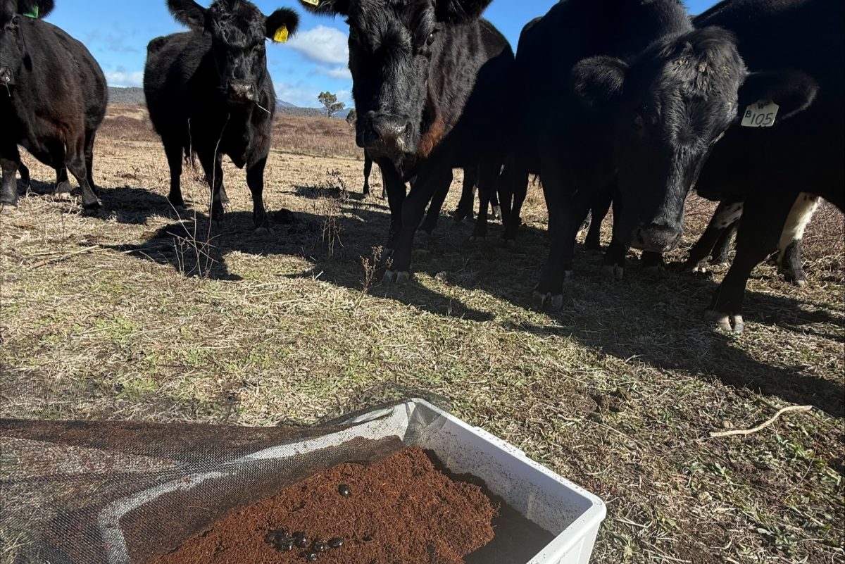 Cows looking at a box of dung beetles 