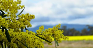 Grenfell’s new wattle trail rivals the French Route du Mimosa