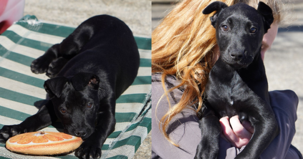 RSPCA ACT’s Pets of the Week: Boof and more puppies!