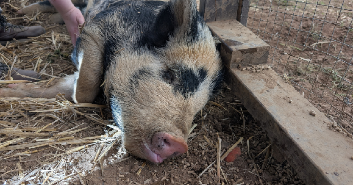 RSPCA ACT’s Pets of the Week: Sir Waffles and Roxy | Region Canberra
