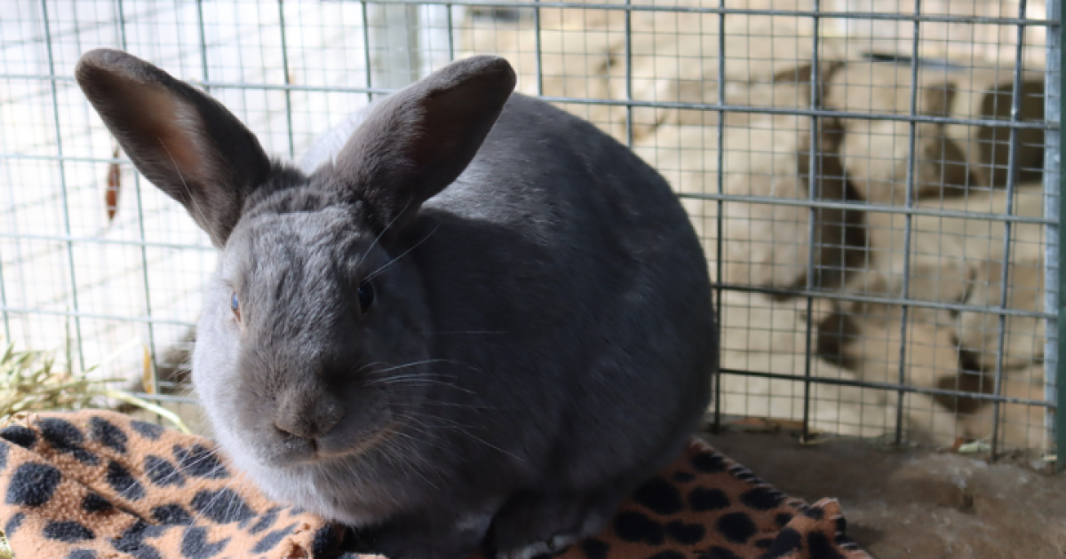 RSPCA ACT’s Pets of the Week: Max and Clive | Region Canberra