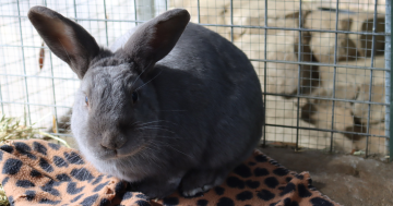 RSPCA ACT’s Pets of the Week: Max and Clive