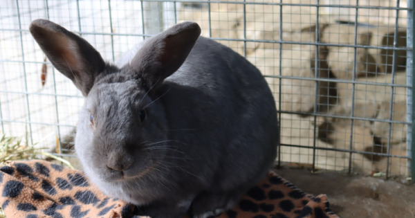 RSPCA ACT’s Pets of the Week: Max and Clive