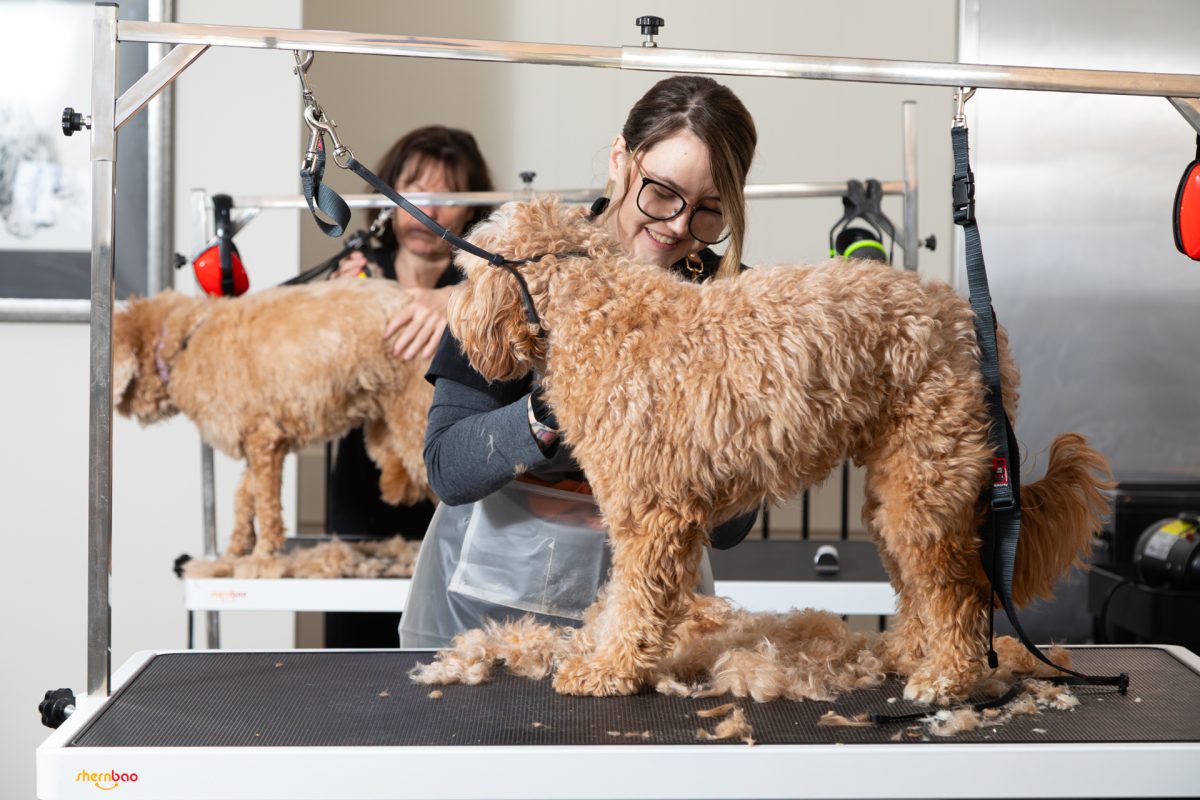 dogs being groomed