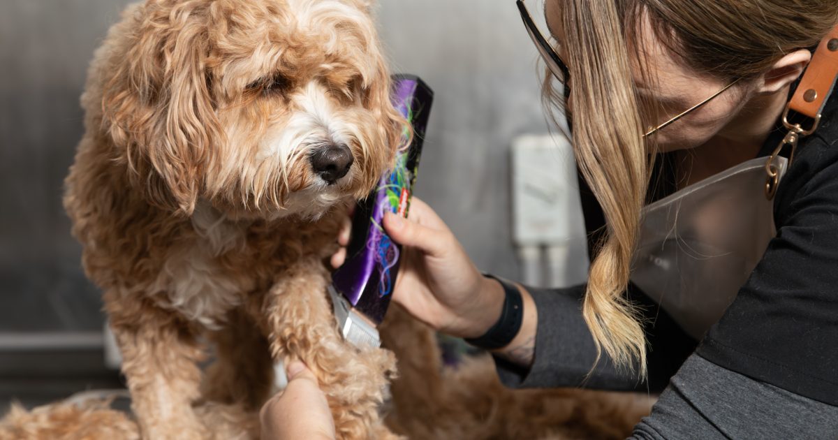 Steady hands to calm your nervous fur-ever – nail that next groom | Region Canberra Steady hands to calm your nervous fur-ever – nail that next groom | Region Canberra