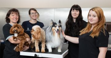 The best dog groomers in Canberra