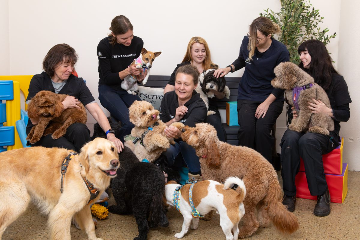 group photo of people with dogs