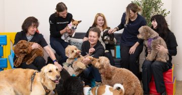 The best doggy daycare in Canberra