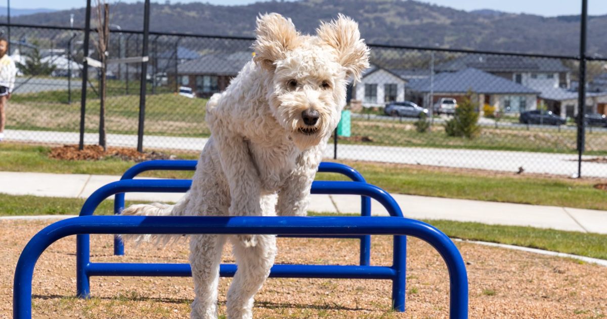 South Jerra pooches jump for joy at dog park launch paw-ty | Region Canberra South Jerra pooches jump for joy at dog park launch paw-ty | Region Canberra
