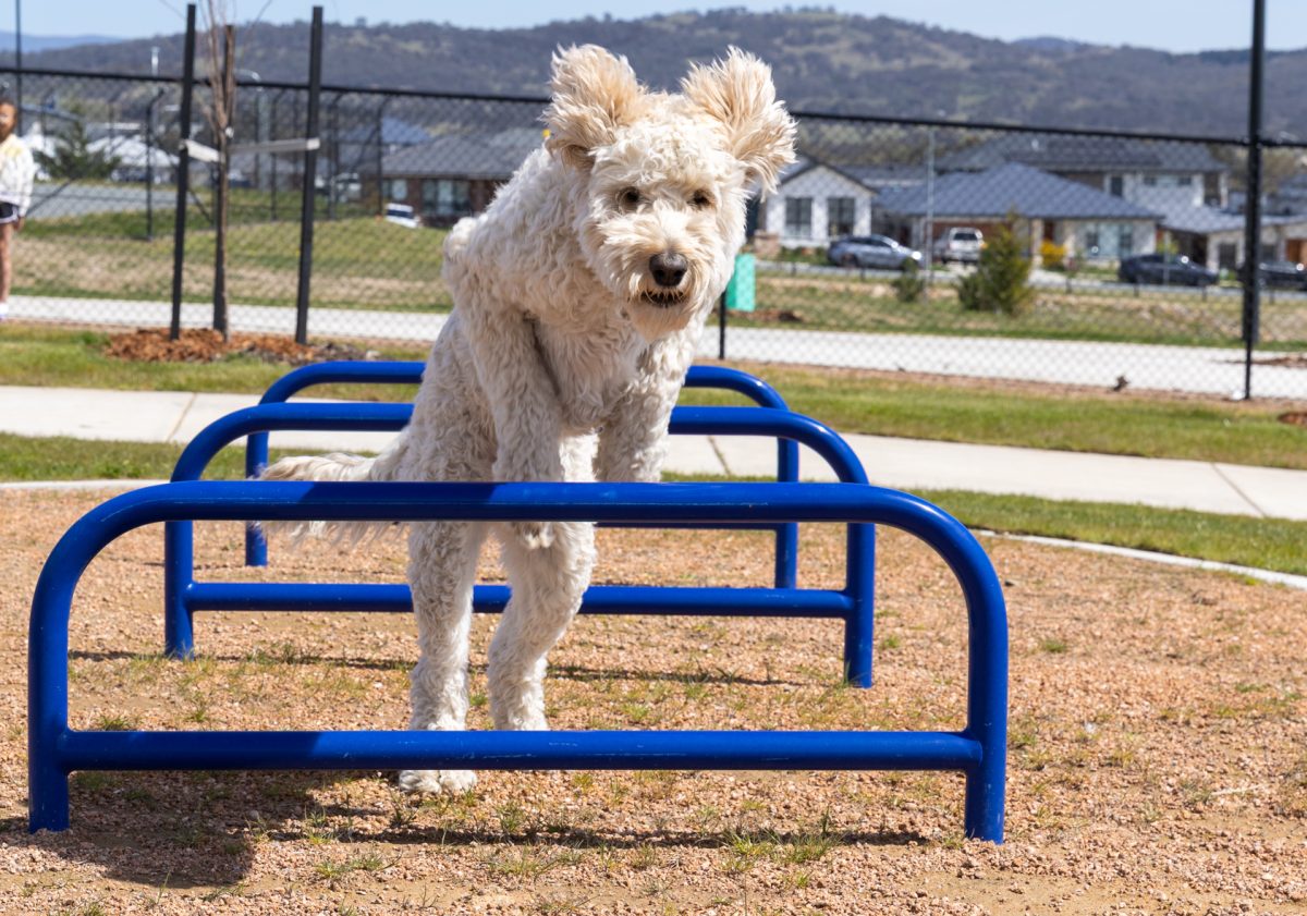 a poodle jumping over blue bars in a dog park