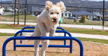 South Jerra pooches jump for joy at dog park launch paw-ty