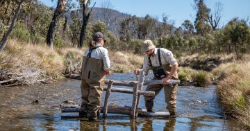 Scientists are building 'fish hotels' in ACT rivers in a race against time