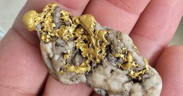 Bushwalker's $2700 surprise proves there's still gold in them thar South Coast hills
