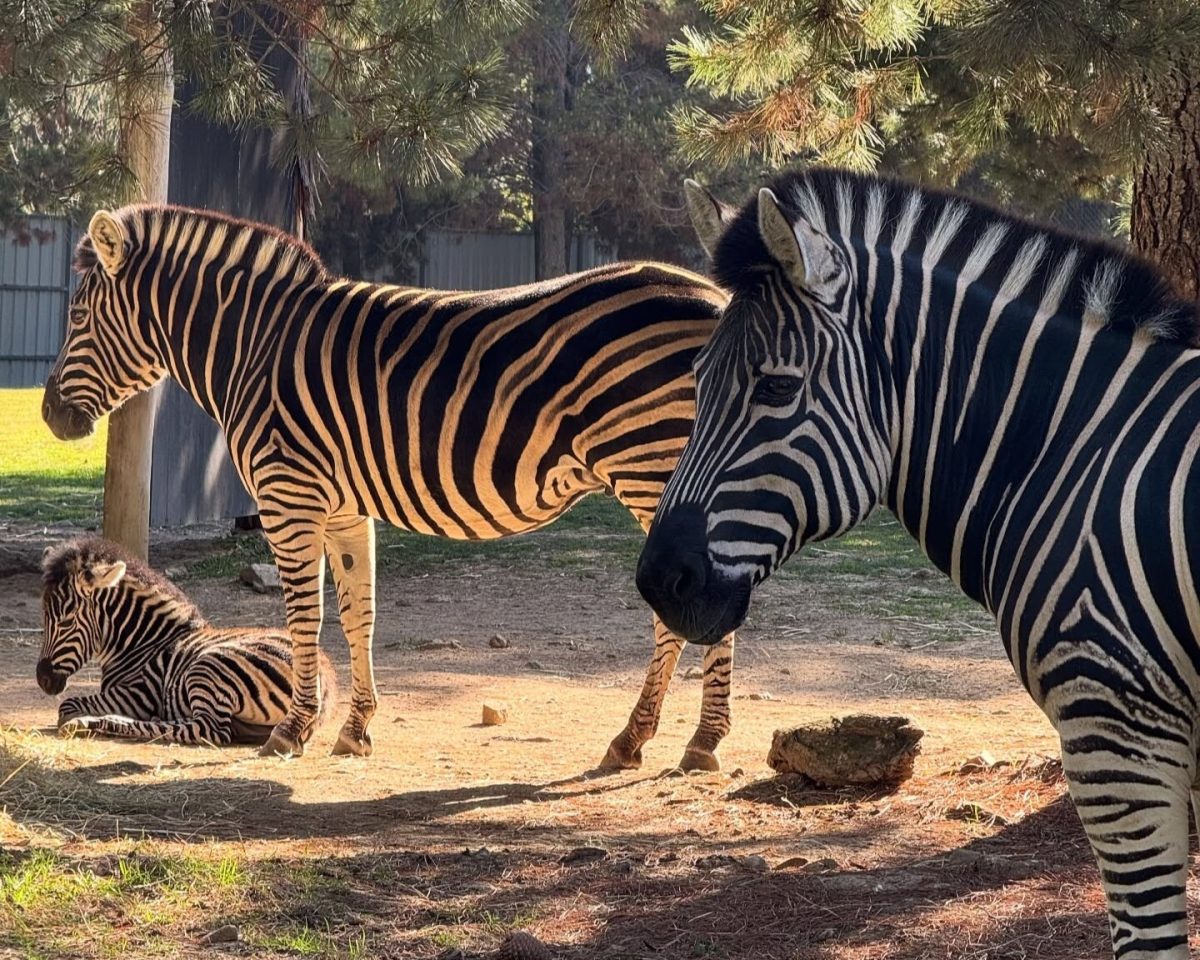 three zebras