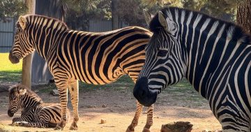 Baby zebra joins the National Zoo fold - but they need help naming her