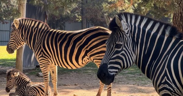 Baby zebra joins the National Zoo fold - but they need help naming her