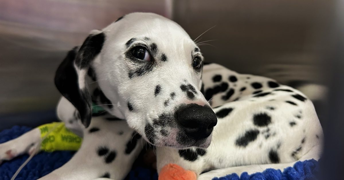 Narrow escape for Dalmatian pup prompts blue-green algae warning | Region Canberra