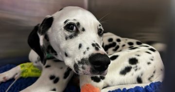 Narrow escape for Dalmatian pup prompts blue-green algae warning