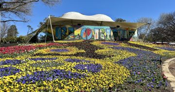 WATCH: The cold and rain’s been good for something - Floriade bursts into bloom for 2025